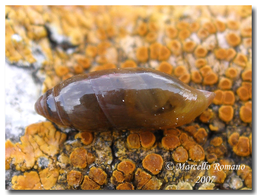 Ferussacia  folliculus (Gmelin, 1791) a Segesta (TP)